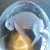 Glass egg with animal inside? what animal and who made this?