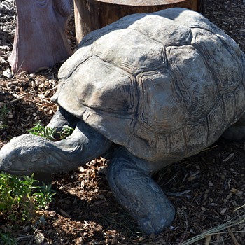 Ginormous Tortoise! - Animals