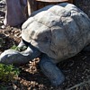 Ginormous Tortoise!