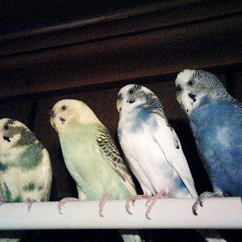 Birds of a feather flock together - Animals