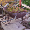 Wheel Barrow