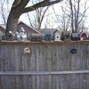 the bird houses