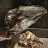 My favorite rock 
