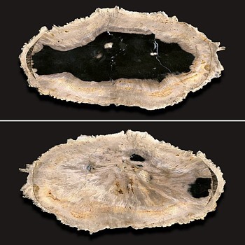 Fun Piece of Petrified Wood - Fine Jewelry