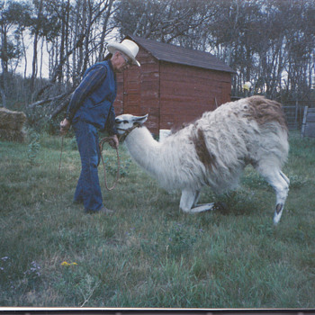 My Canada family training llama's ! Farm - Photographs