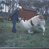 My Canada family training llama's ! Farm