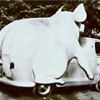 Unique Advertising Vehicle 