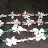 1973-sea shells from suva in fiji.--necklaces.