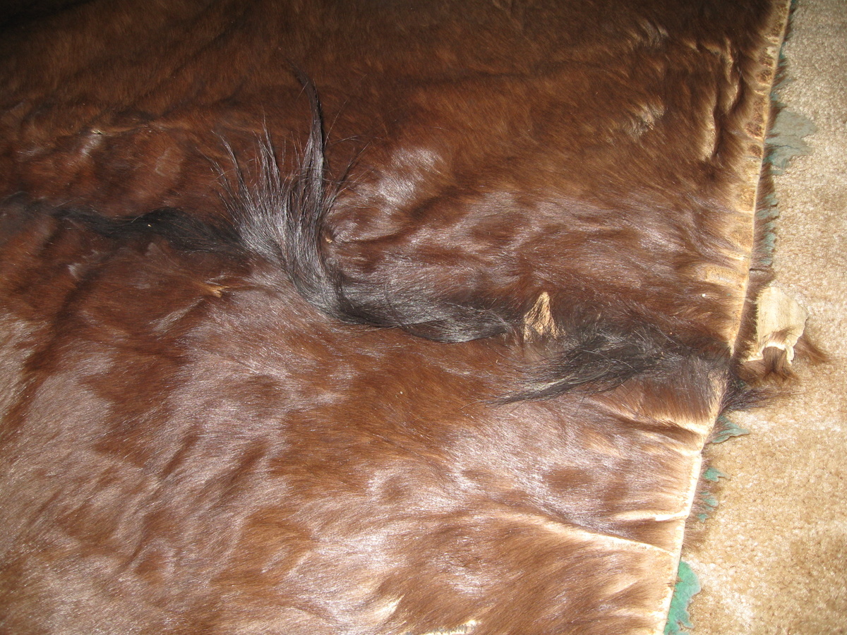 Vintage Horse hair Blanket Collectors Weekly