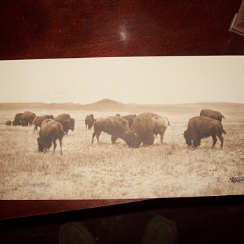 old photo -  Bison  - Photographs