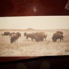 old photo -  Bison 