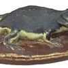 Horned toad paperweight