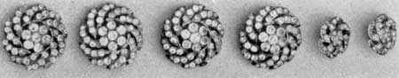 Buttons with Paste Brilliants: 18th-Century English with Sheffield plate mountings, they are of the kind widely imported for sale in America. Buttons with Paste Brilliants: 18th-Century English with Sheffield plate mountings, they are of the kind widely imported for sale in America.