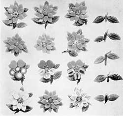 ILLUSTRATION III: Flowers and Leaves for Paperweights: These were all made by Lutz. The six flowers at the top are all red poinsettias. Below them, three flowers characteristic of his work. In the bottom row, other flowers. At the right hand, leaf sprays made by Lutz with a special hand tool. ILLUSTRATION III: Flowers and Leaves for Paperweights: These were all made by Lutz. The six flowers at the top are all red poinsettias. Below them, three flowers characteristic of his work. In the bottom row, other flowers. At the right hand, leaf sprays made by Lutz with a special hand tool.