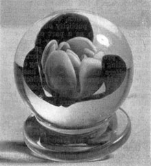 A Typical Rose from Millville: The paperweight, complete with the circular base or foot, is representative of the way the work was finished with those examples that were sold. A Typical Rose from Millville: The paperweight, complete with the circular base or foot, is representative of the way the work was finished with those examples that were sold.