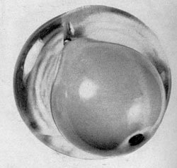A Cambridge Pear: This paperweight is characteristic of those made at the New England factory by Francois Pierre, who originally worked at the Baccarat factory. A Cambridge Pear: This paperweight is characteristic of those made at the New England factory by Francois Pierre, who originally worked at the Baccarat factory.