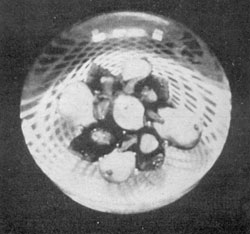 Fruit Group from Cambridge: Both central design and latticinio background were of Baccarat origin, although the work was done at the New England Glass Company factory. Fruit Group from Cambridge: Both central design and latticinio background were of Baccarat origin, although the work was done at the New England Glass Company factory.