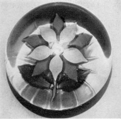 Sandwich Fuchsia Paperweight: Here the center of the flower is formed by a cane which has the typical Clichy rosebud design in the center. Sandwich Fuchsia Paperweight: Here the center of the flower is formed by a cane which has the typical Clichy rosebud design in the center.
