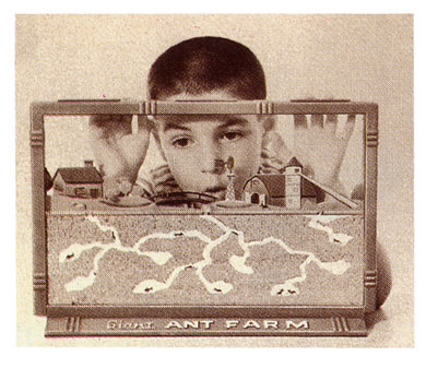vintage_ant_farm