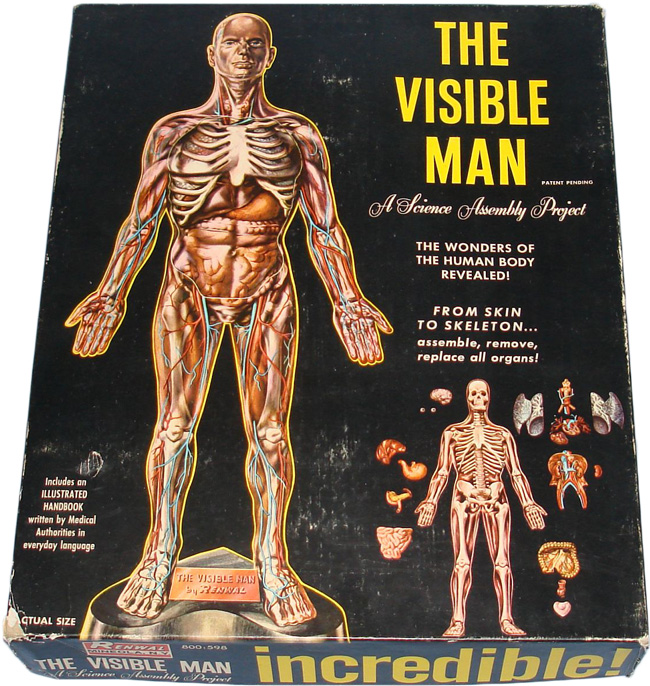 visible_man