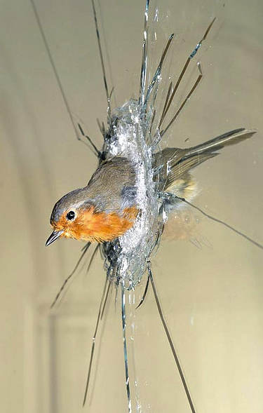 PollyMorganMorningDetail In Polly Morgan's "Morning" from 2007, a taxidermied robin is caught in a pane of glass. Image via Flickr, copyright Polly Morgan.