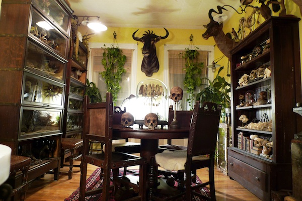 cohn_dining_room The dining room of Ryan Matthew Cohn's Brooklyn apartment. The co-host of The Science Channel's "Oddities" says he styled his apartment after a natural history museum. Photo by Sergio Royzen.