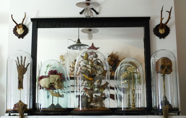 cohn_mantel In his living room, Cohn keeps this "Mantel of Domes" with taxidermied birds, skulls, and a mummified hand in Victorian-style bell jars to evoke the wonder of a science museum. Photo by Sergio Royzen.