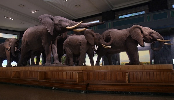 elephants Taxidermied elephants appear to charge in the Akeley Hall of African Mammals, American Museum of Natural History.