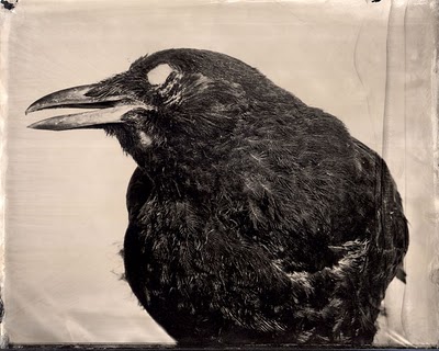 frey 1 Mary Frey's ambrotype of a taxidermied crow, "American Crow," part of "Imagining Fauna." Image via Looking for Bubo, copyright Mary Frey.