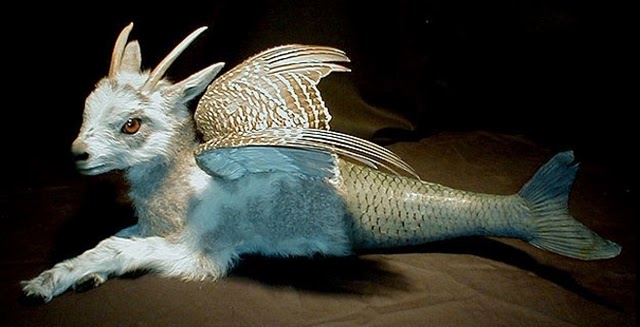 sarina brewer capricorn Sarina Brewer's taxidermy art piece "Capricorn" caused a stir on the Internet. Photo courtesy of Sarina Brewer.
