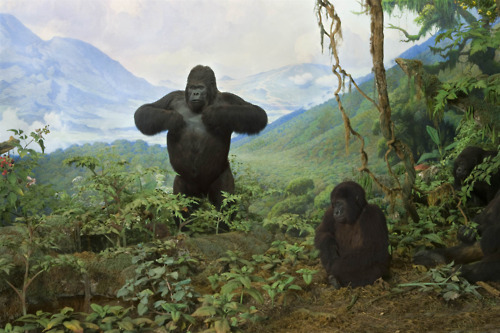 Mountain Gorilla Diorama, Akeley African Mammal Hall Mountain gorillas, seen in a diorama created by Akeley in the Hall of African Mammals at the American Museum of Natural History. Instead of stuffing the skins with straw, Akeley carved forms that imitated the musculature of the mighty creatures. Image via the museum's Tumblr blog.