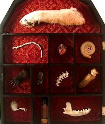 loved-curio A cabinet of curiosities put together by the Loved to Death store in San Francisco.