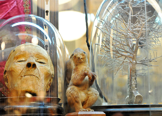 obscura-mummy In Obscura, you might find a real mummified human head among the taxidermy and specimen jars. Via the Discovery Channel.