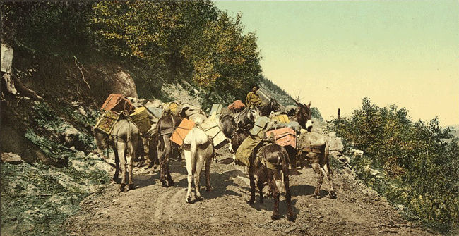 packtrain A mule-train climbs a mountain path in Colorado around the turn of the 19th and 20th centuries.