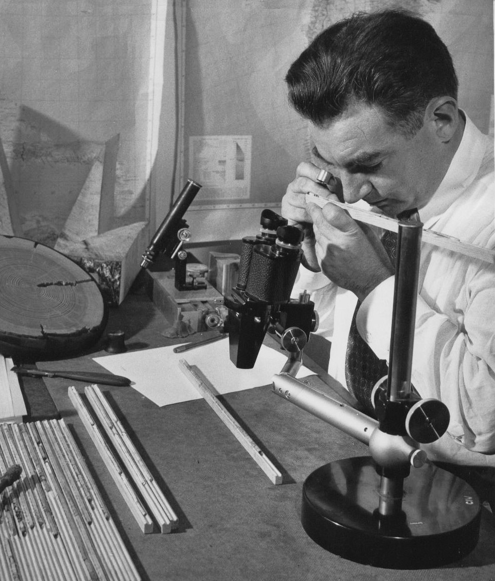 EdSchulman Top: A deceased Great Basin bristlecone pine. Photo by Nick Turland. Above: Dr. Edward Schulman, the first to study bristlecone pines, analyzing a core sample. Courtesy of Laboratory of Tree-Ring Research, The University of Arizona.