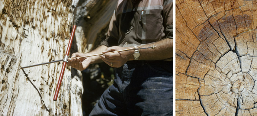 schulman-and-stump