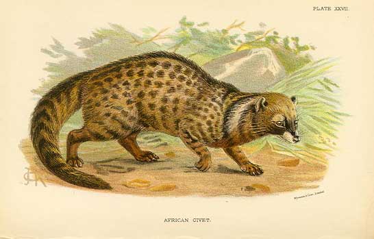 AfricanCivet An illustration of an African civet—valued for both its fur and its musk—created by English naturalist Richard Lydekker in 1894.