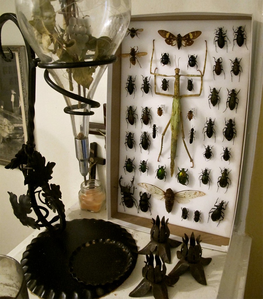 IMG_3123 Doughty's home is filled with everything from vintage pharmaceutical devices to taxidermied insects.