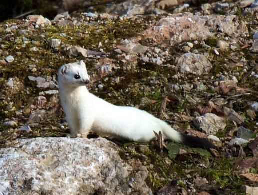 Mustela_erminea_winter_cropped An ermine, or stoat, in its winter coat. (Photo by Steven Hint)