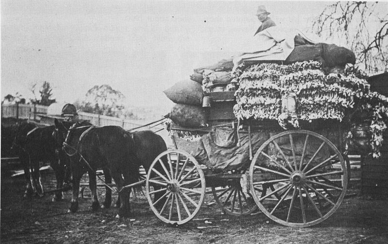 Rabbit_skins Bert Mann with a load of rabbit skins, Walcha, New South Wales, circa 1905. (Gooreen collection)