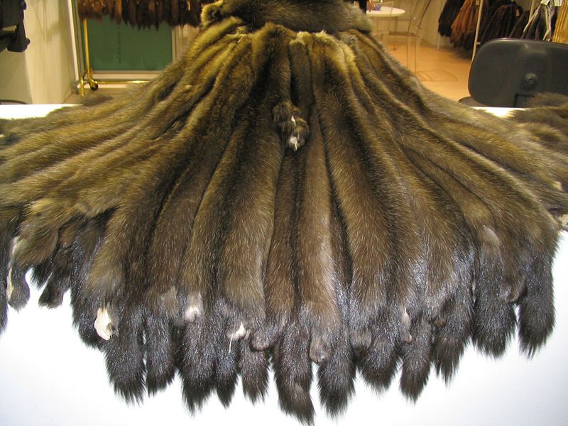 Sable_skins_Bargusinski Barguzinsky sable fur-skins in Milan, Italy. The price corresponds with the upper coat's glossiness and blackness.