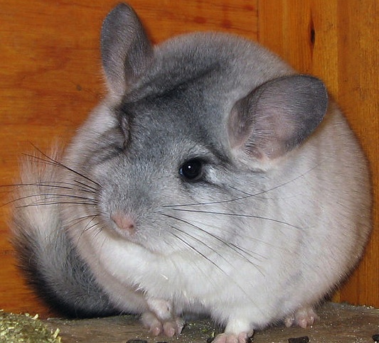 chinchilla A silver mosaic chinchilla, a rodent native to the Andes Mountains is becoming rare, because of the popularity of its thick, velvety fur. (Photo by Kjersti Holmang)