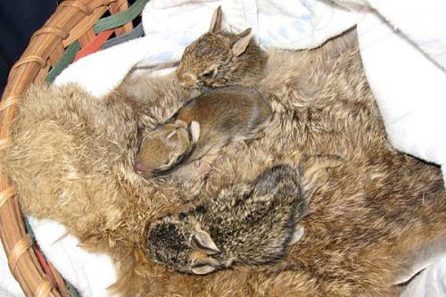 rabbits-sleeping-in-recycled-fur-humane-society Orphaned baby rabbits get cozy on a recycled rabbit fur, thanks to Coats for Cubs. (Via SammyDVintage.com)