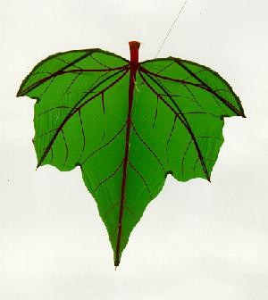 LeafKite25 Leaf kites, used in Bali for fishing, are believed to be some of the oldest kites, dating back 2,000 years. Via Kiteman.co.uk.