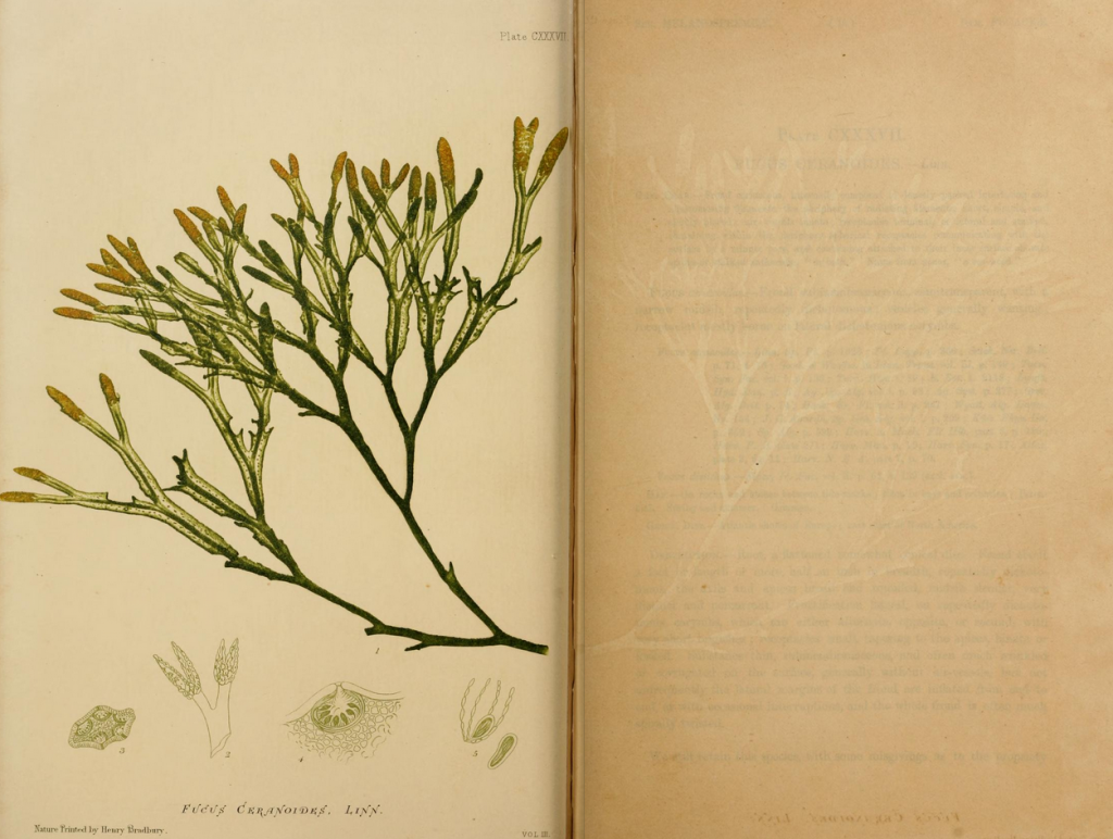 Screen Shot 2013-10-18 at 2.28.46 PM One of Bradbury's nature-prints featured in Johnstone and Croall's seaweed guide. Developed in 1853, the process created an impression of the plant on a lead plate resulting in highly realistic prints.