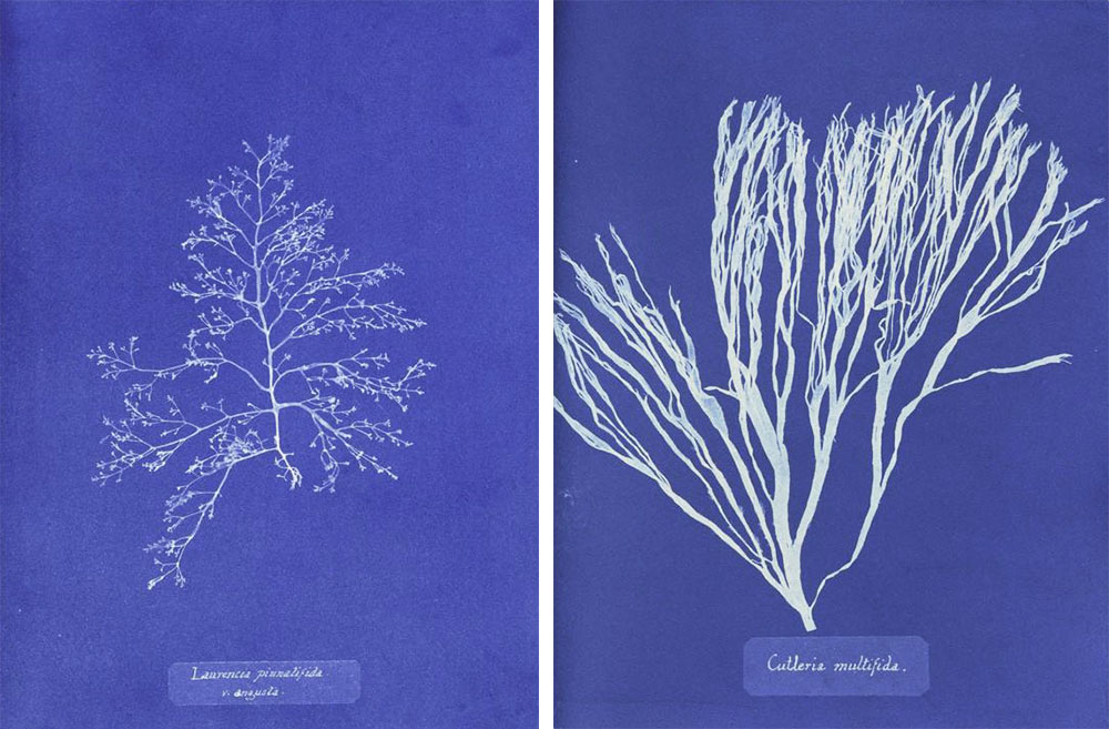 atkins-double Top: A collection of seaweed from the Jersey area of England, circa 1850s. Courtesy the Natural History Museum, London. Above: Two cyanotype prints from Anna Atkins' "Photographs of British Algae," released as a series between 1843 and 1850.