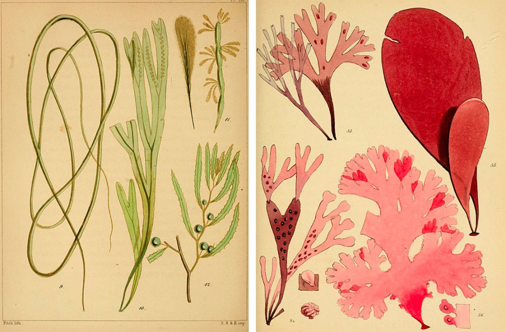 double Identification diagrams from D. Landsborough's "A Popular History of British Seaweeds," first published in 1849.