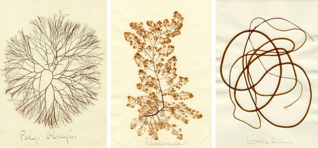 three-specimens Three pressed seaweed specimens were likely collected near Martha's Vineyard, Massachusetts, by Mary A. Robinson, circa 1885. Courtesy the Harvard Botany Libraries.