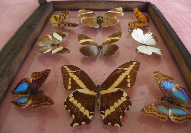 ugly_butterflies The hobby of pinning dead butterflies in display boxes grew popular during the Industrial Revolution.