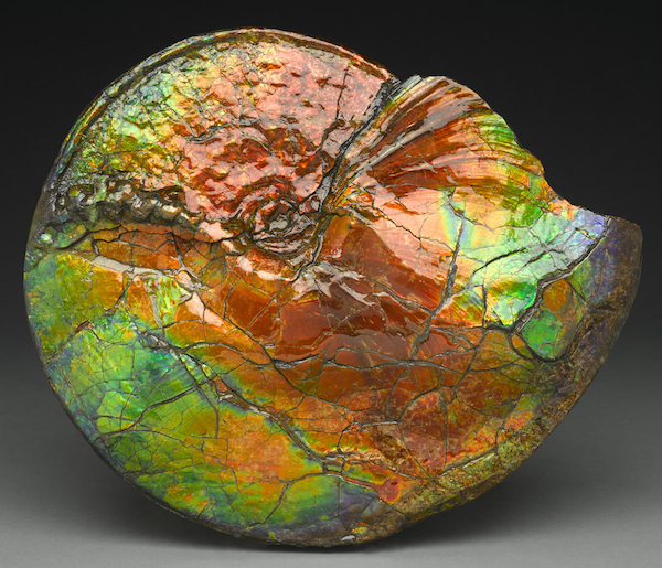 BonAlbertaAmmo Fossilized ammonites from southern Alberta, Canada, are prized for their iridescence. Photo via Bonhams.